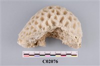 藏品(珊瑚化石)的圖片